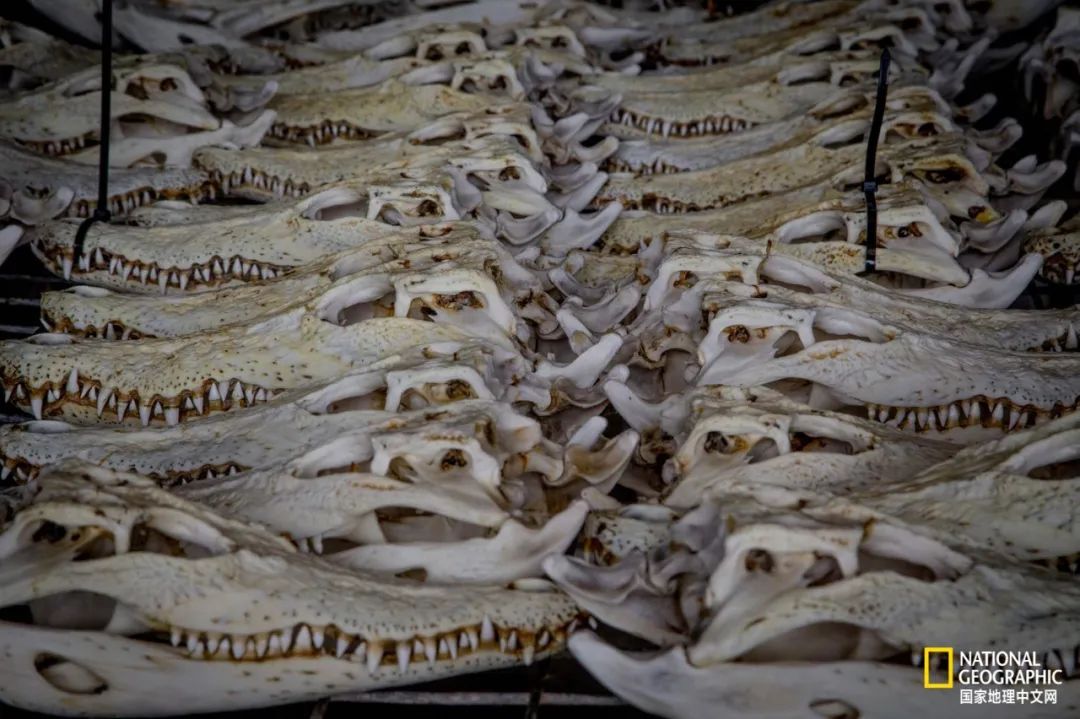 槌勯奔鑱屼笟鐚庝汉,槌勯奔鐚庝汉骞磋柂