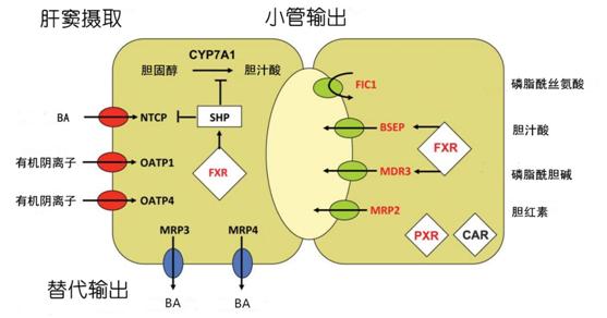 妊娠期肝内胆汁淤积能顺产吗,妊娠期肝内胆汁淤积可以顺产吗