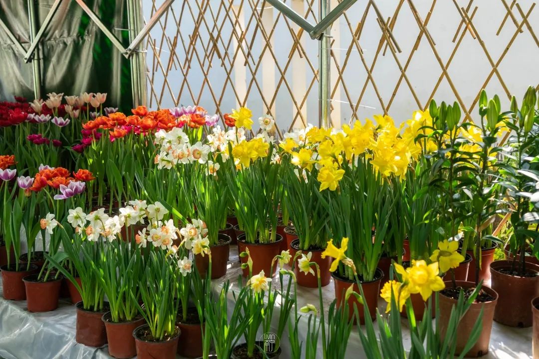 南宁赏花2022,赏花攻略南宁