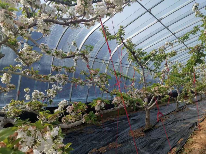 栖霞庙后樱桃大棚,栖霞市庙后镇果树技术推广站