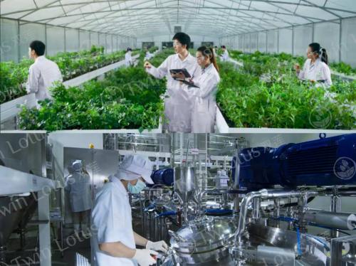 twinlotus是什么品牌,泰国twinlotus双莲怎么样