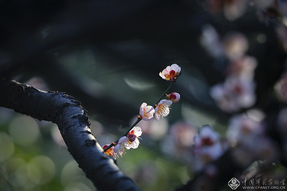 会员佳作｜吉龙生：“美丽中国、绿色江苏”梅花风韵系列作品