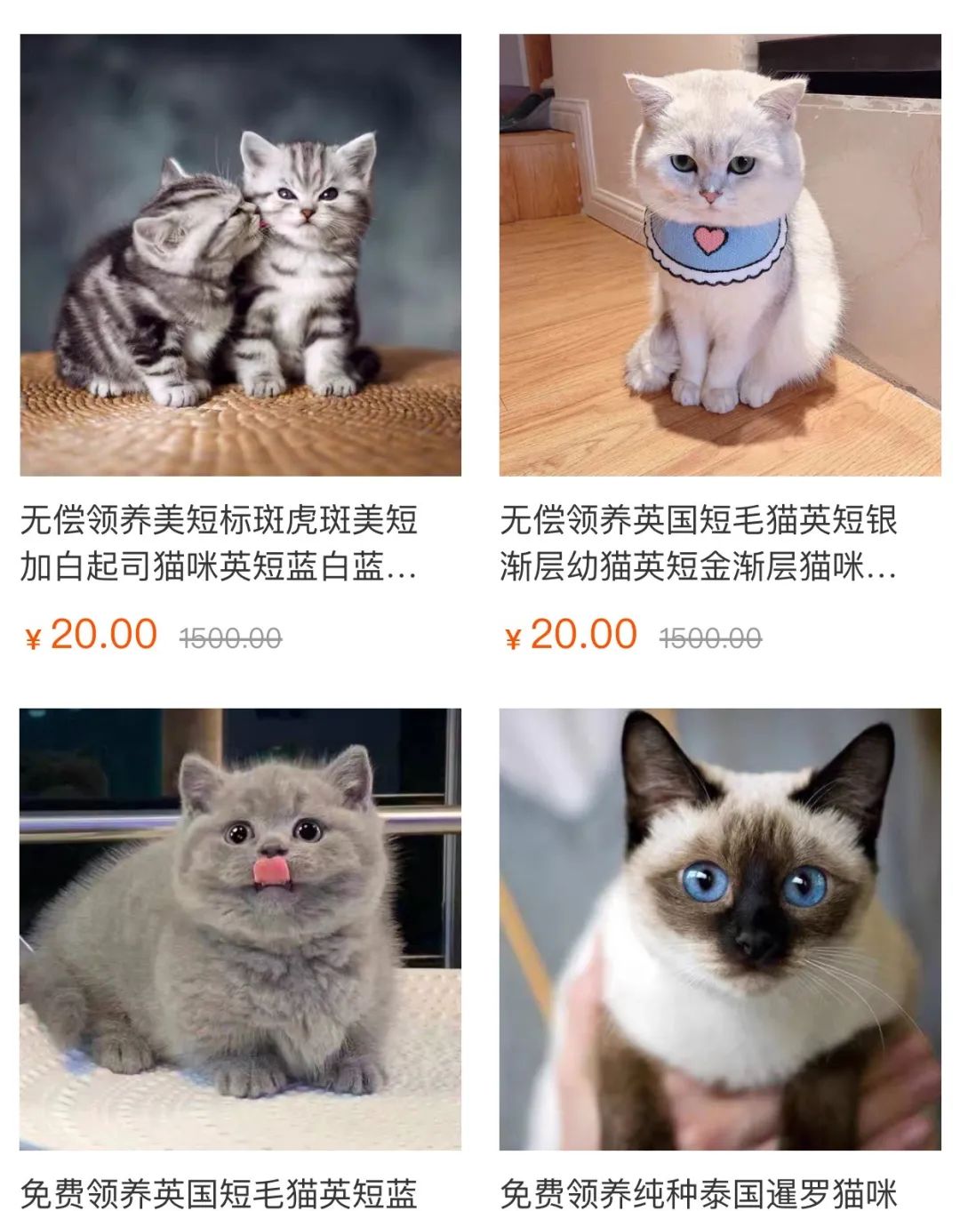 *子骗**又出新套路，可爱小猫沦为「骗钱工具人」