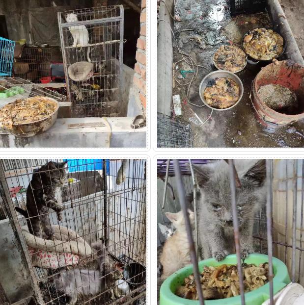 *子骗**又出新套路，可爱小猫沦为「骗钱工具人」