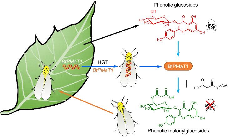 中国农业大学昆虫学,农业昆虫学文献