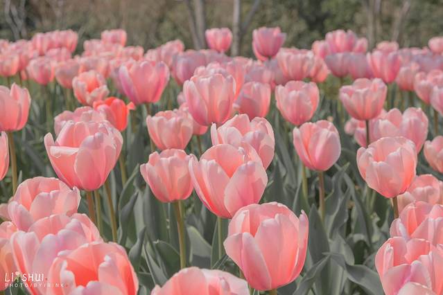 绘画我和春天有个约会,亲子绘画我和春天有个约会