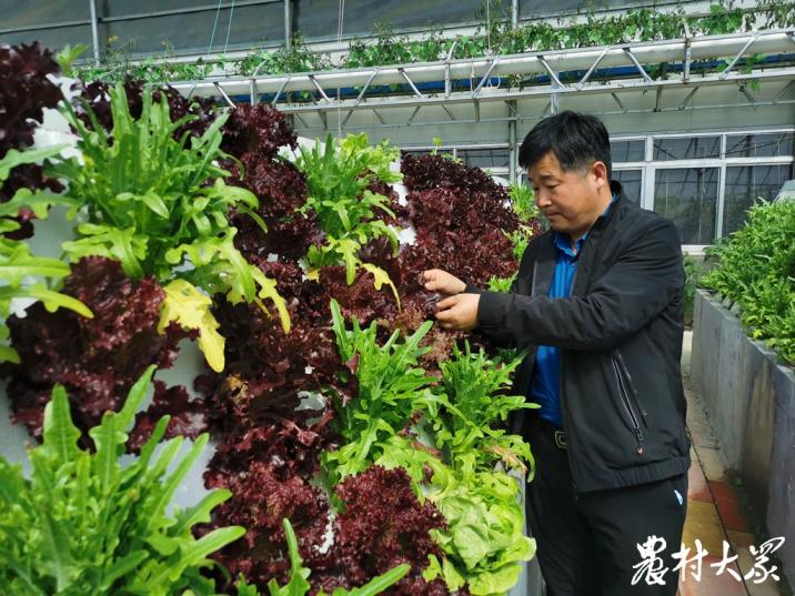 大棚种花和种菜,花园立体种植蔬菜