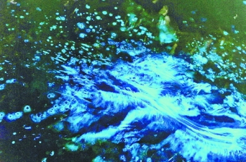 蓝眼泪厦门地点,蓝眼泪厦门出现地点