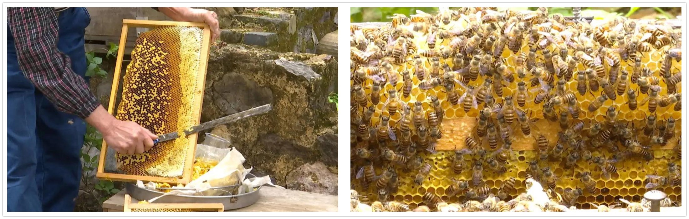 合浦：荔枝花开满山坡蜜蜂*花采**酿蜜忙