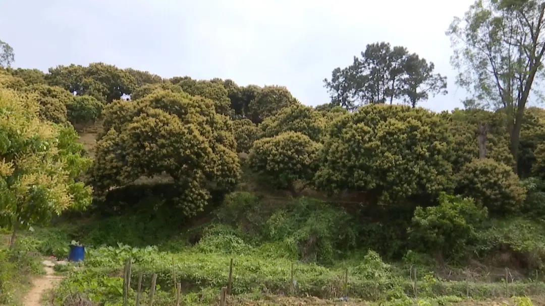 合浦：荔枝花开满山坡蜜蜂*花采**酿蜜忙