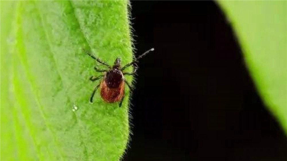 蜱虫疾病高发期省医院专家：被咬要尽快就医