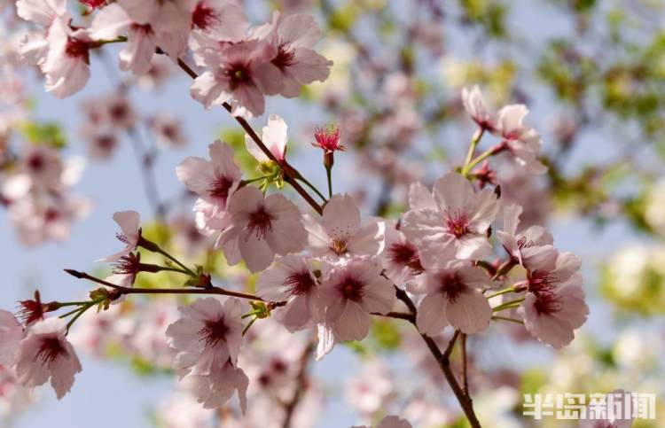 青岛樱花品种大全,青岛绿色樱花品种