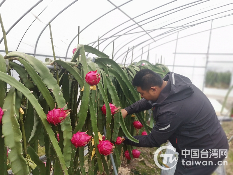 娼崡鍙版咕鍐滄皯鍒涗笟鍥伀榫欐灉鍩哄湴,绂忔竻鍙版咕鍐滄皯鍒涗笟鍥伀榫欐灉