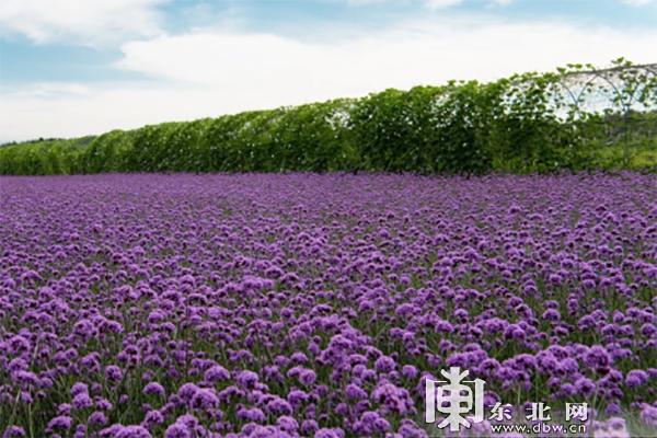 黑龙江省151项文旅惠民“大礼包”带你嗨玩五月