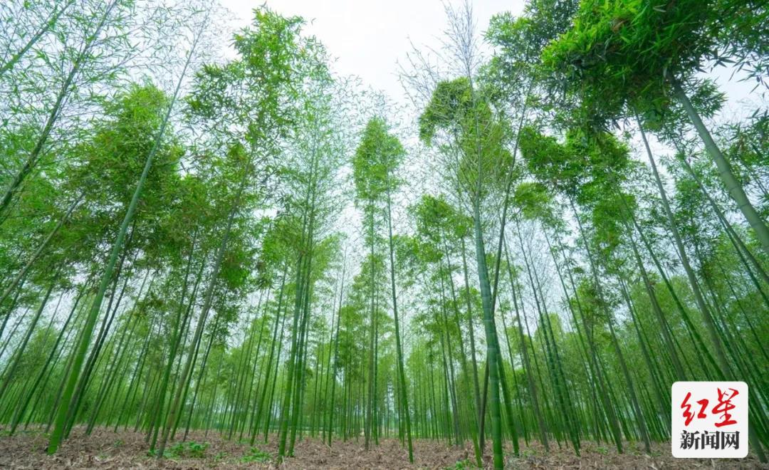 蒲江周边一小时玩耍地方,成都蒲江附近游玩的地方推荐