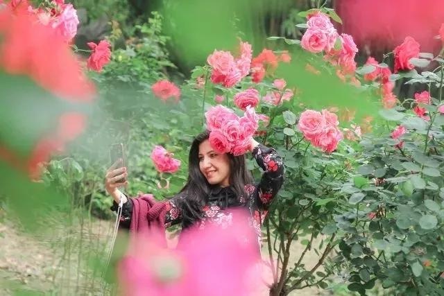 武汉月季公园,武汉哪个公园月季花好看