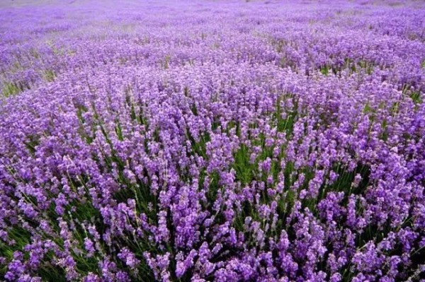 上海紫色花海熏衣草公园,上海最大的薰衣草