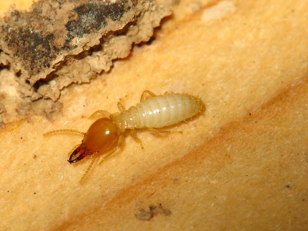 白蚁遭遇战这套防蚁攻略请收好,白蚁飞蚁彻底消灭的方法