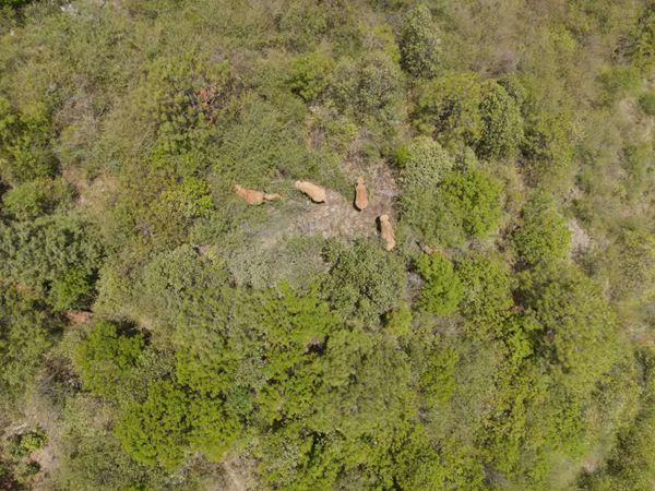 西双版纳中科院大象,西双版纳大象科普