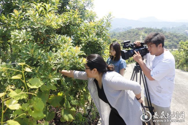 杨梅红了｜娄底摄影“大咖”用镜头聚焦新化杨梅