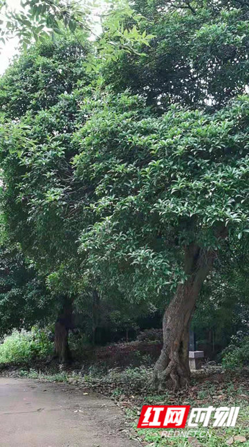 壮志未酬死未休——记我的乡贤胡竹铭烈士