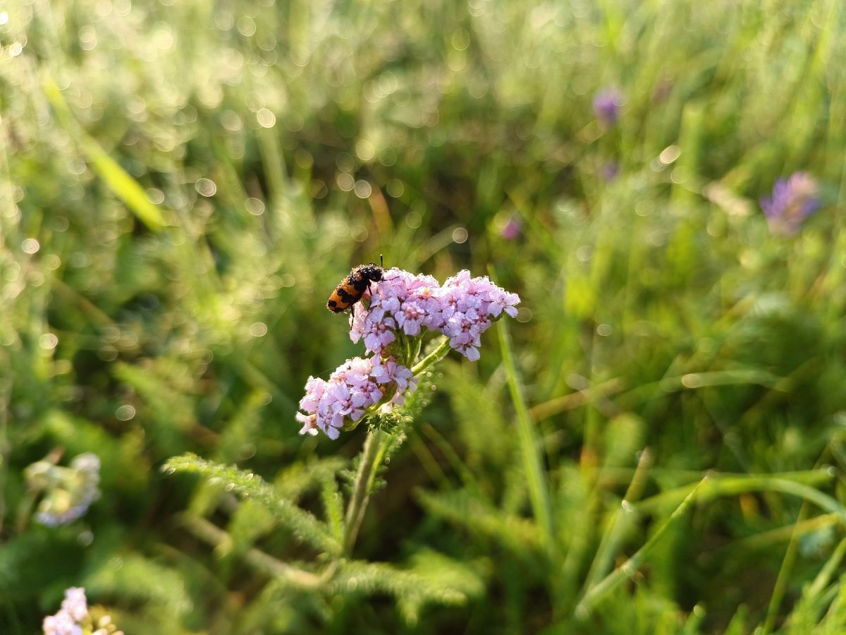 vivoS10Pro智能手机样张图集「23P」「SOOMAL」