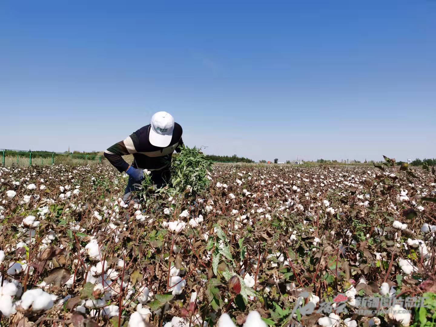 信贷支持农民增收的经验做法,农信社开展丰收行动