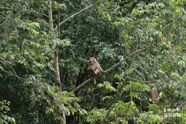 龙陵小黑山黑熊,熊猴现身保山龙陵