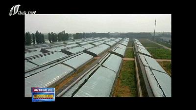 农民田间辛勤劳作喜迎首个丰收节,庆丰收让乡亲们的日子越过越红火