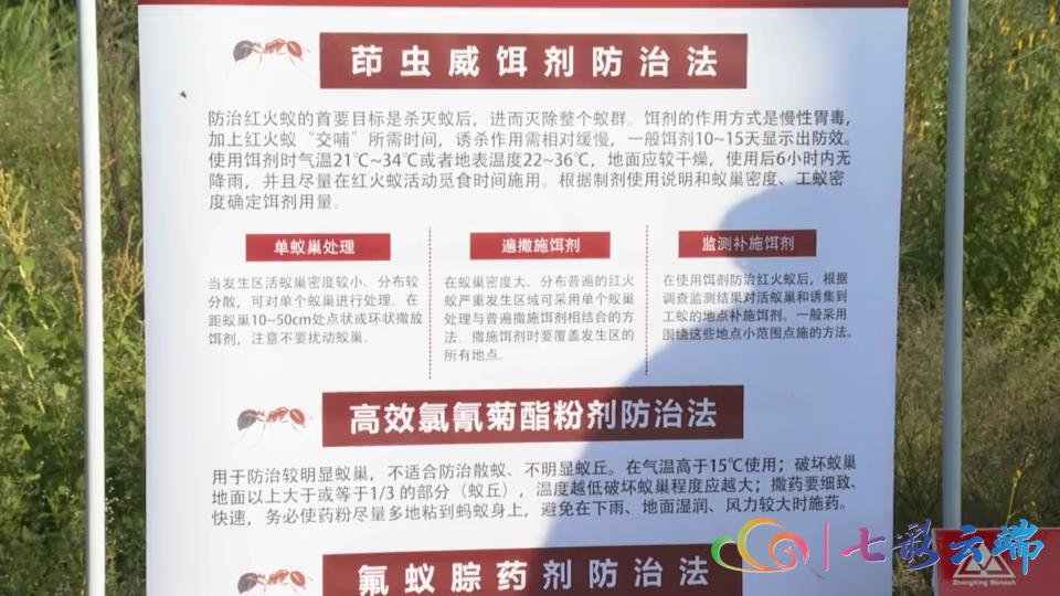 红火蚁防治方法主要有三大类,红火蚁防治方法大全视频