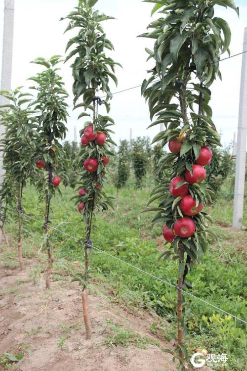 苹果树新品种果园展示墙,多主干树形苹果的培育