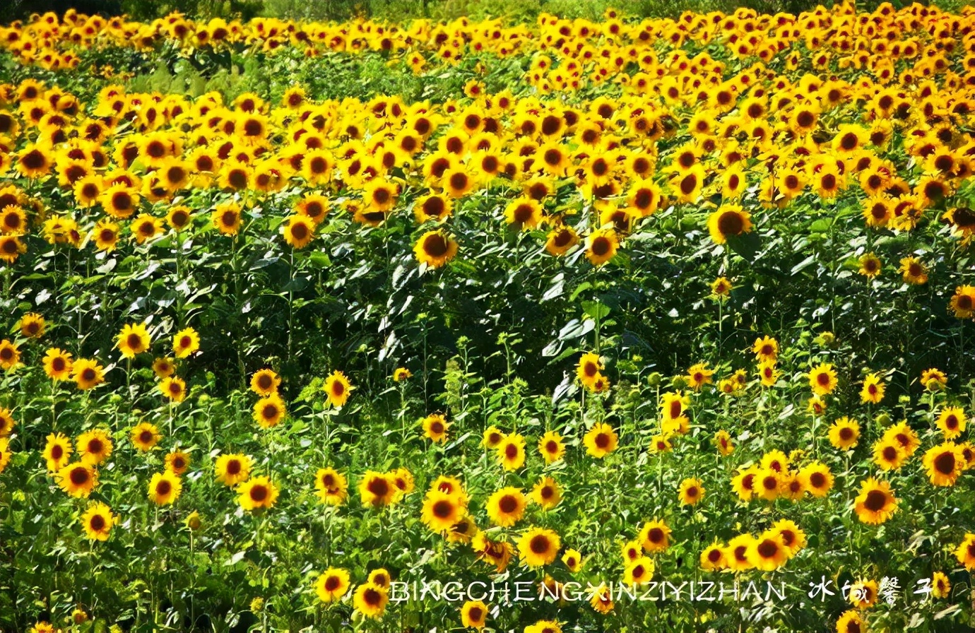 黑河加油北安平安,黑河加油万众一心抗击疫情