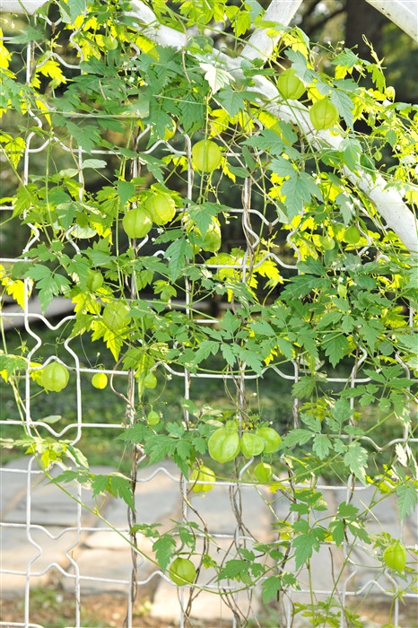 三角形灯笼,三角灯笼四角灯笼