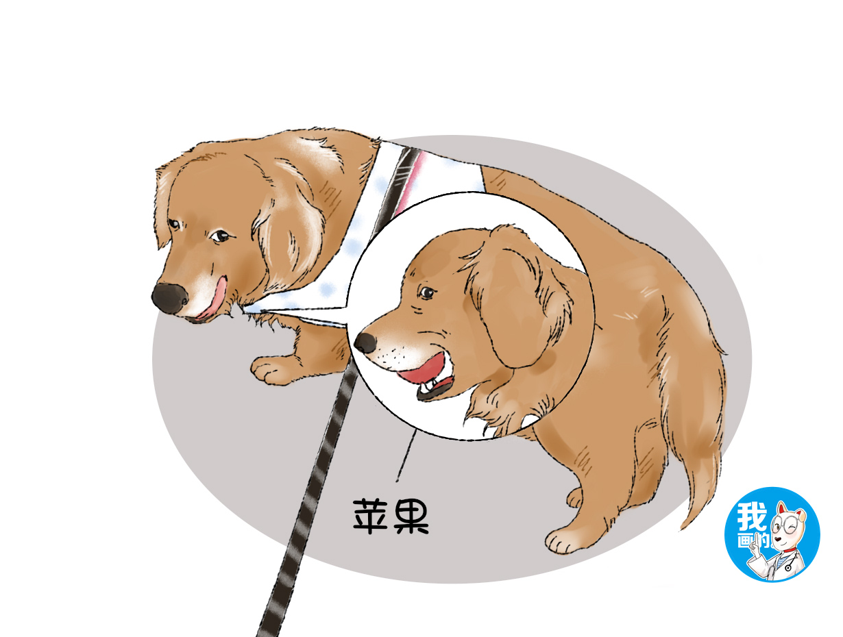 刚从水果店结完账，发现金毛嘴肿得老大，扒开一看：你也太会了吧