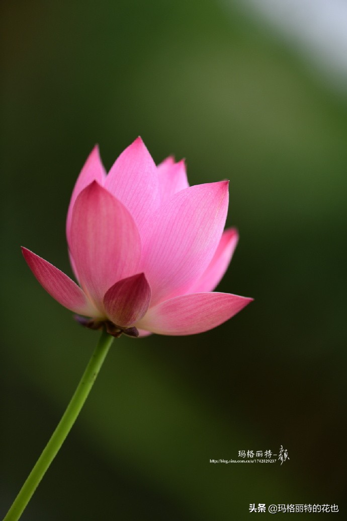 我的碗莲种子,碗莲的种植方法新手必看