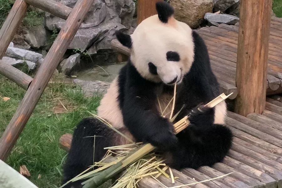 争当懂球帝，动物“神棍”C位出道