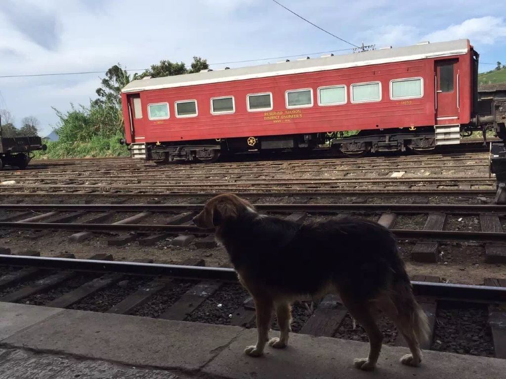 辟谣狗狗每年不需要打预防针,辟谣狗狗近亲