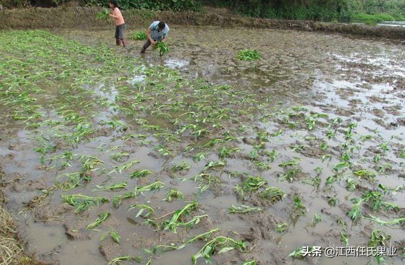黎川水蕹菜什么时候种植,抚州黎川水蕹菜种出售