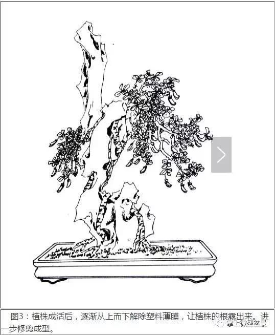 盆景主要分为树桩盆景,自然类树桩盆景和规律类树桩盆景