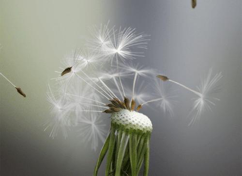 被变异的动物有什么情况,被变异的动物有多可怕