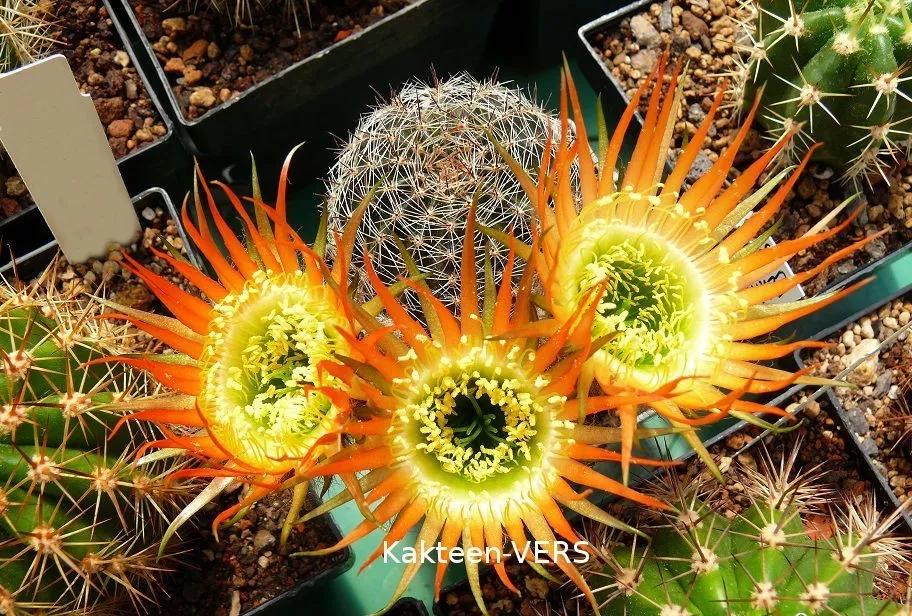 100种仙人球花图片,100种仙人球的品种视频