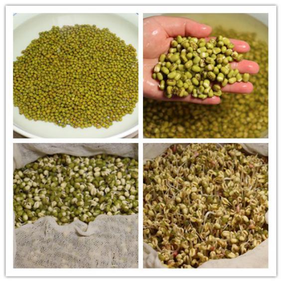 豆芽怎么发最快又好吃,教你发豆芽的小技巧你学会了吗