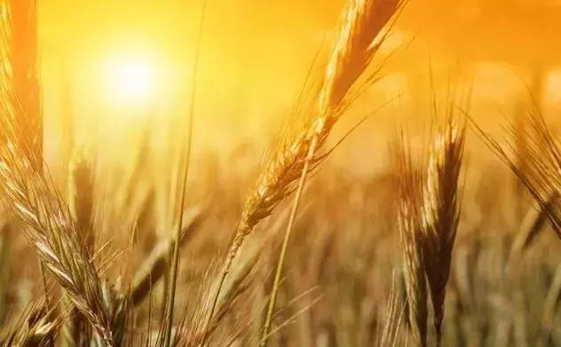 代森锰锌能治土壤板结吗,代森锰锌能防哪些病