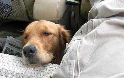 狗狗晕车吃什么可以缓解,怎样缓解狗狗晕车