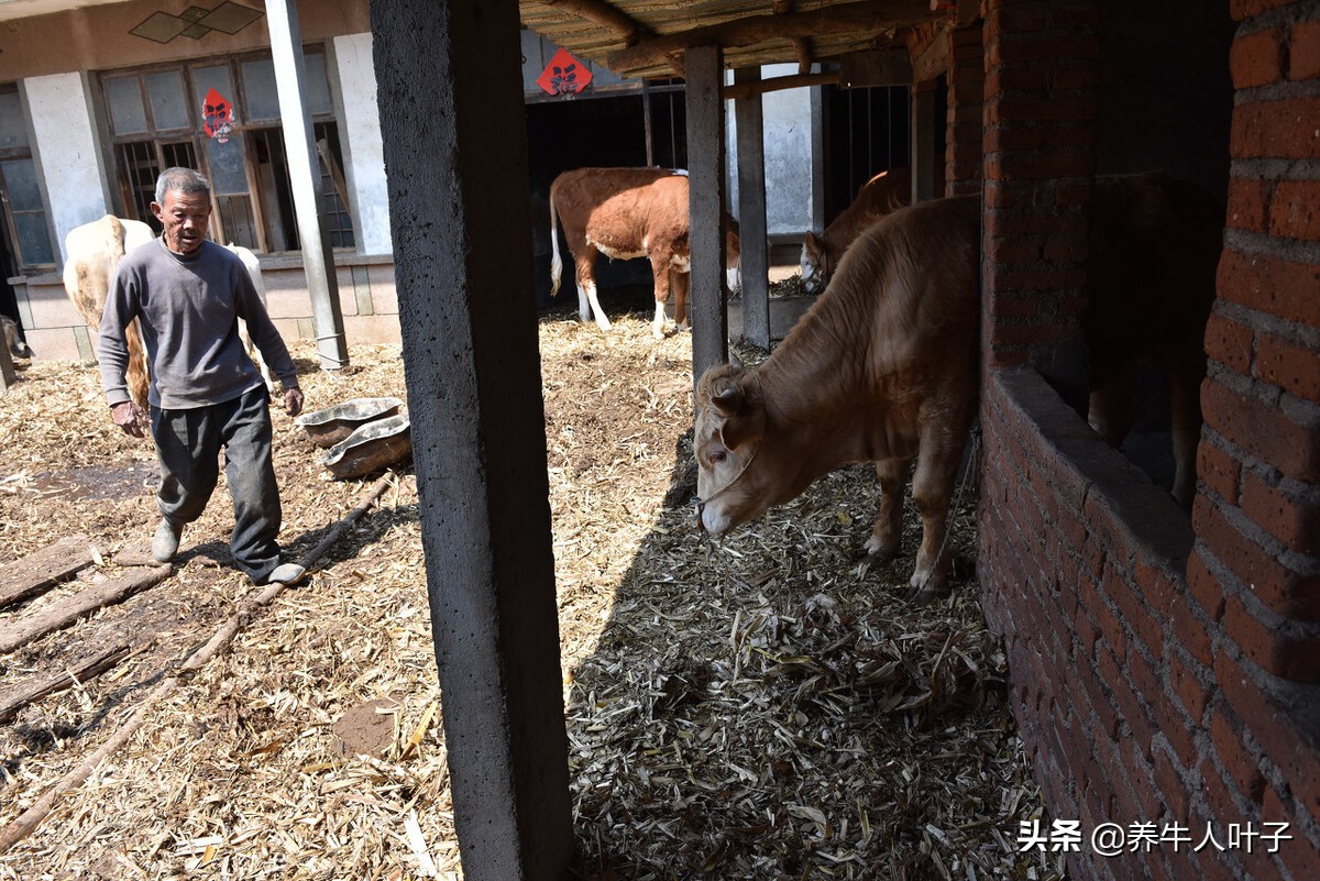 自繁自养养50头牛一年多少利润,种20000亩地养5000头牛