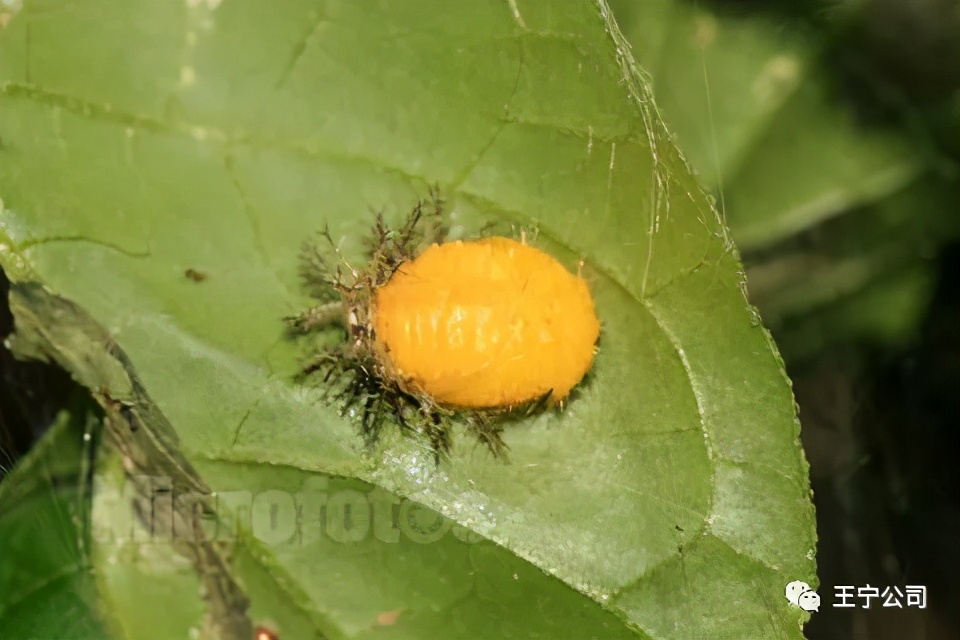 夏播玉米虫害图片大全,玉米虫害图谱高清大图