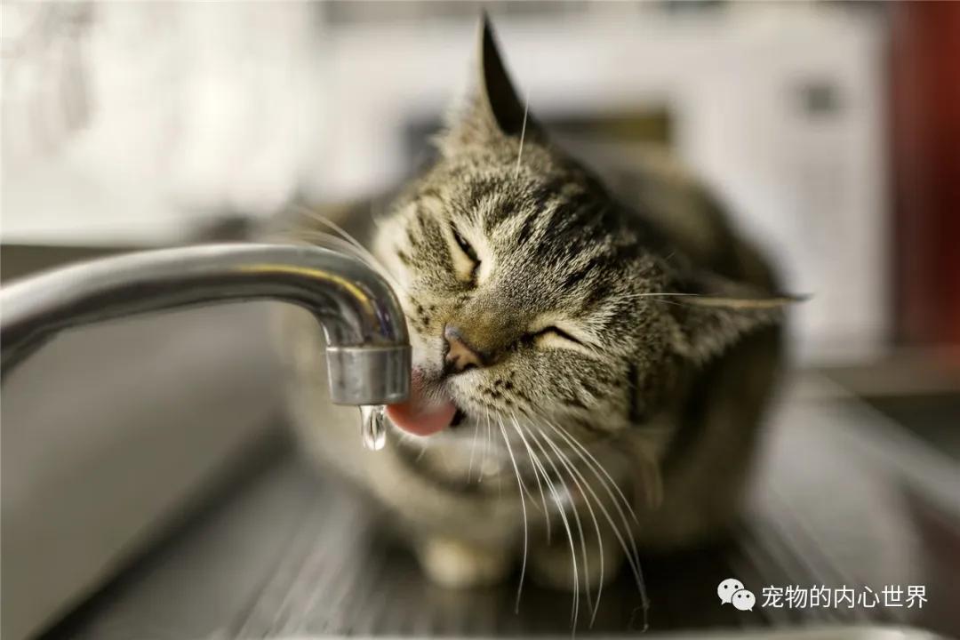 怎么纠正猫咪去厕所喝水,铲屎官发现猫咪尿不出来怎么办