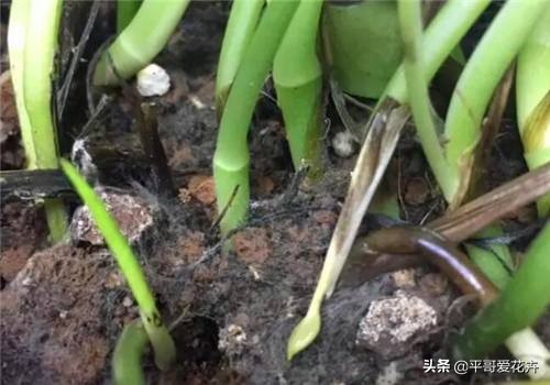 如何让绿萝1星期内死亡,家里芦荟根死怎么救活