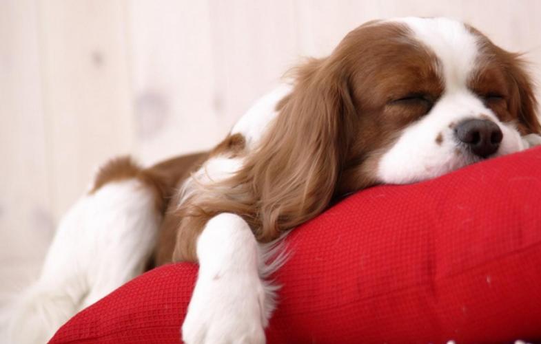 狗狗拉稀很臭买什么药,狗狗又吐又拉稀臭的不行怎么办