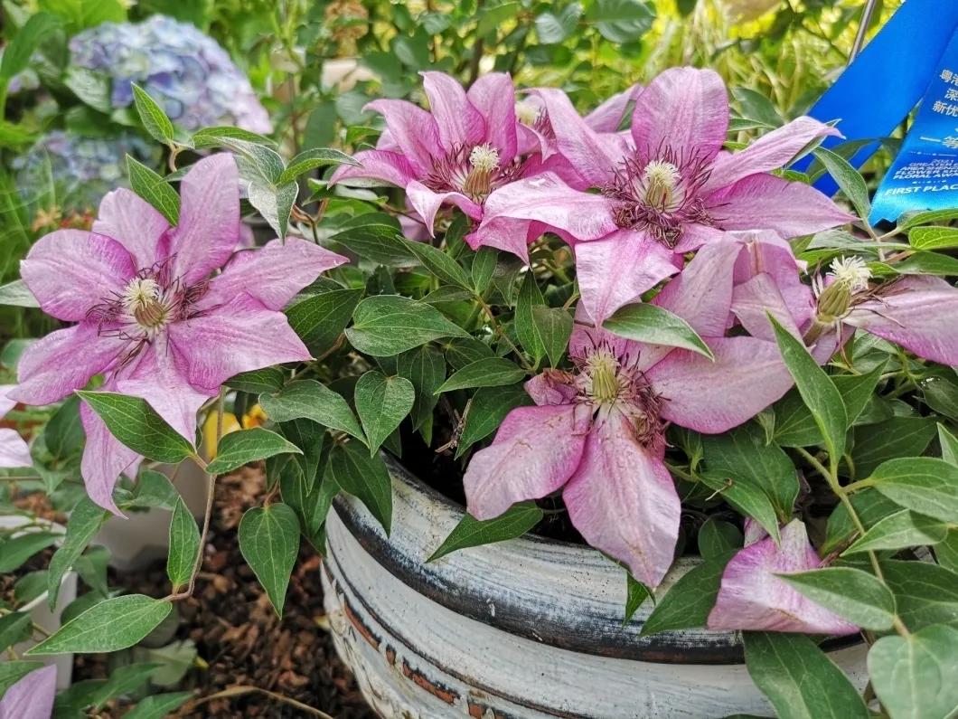 这个花展上的新优品种，为什么这么美？